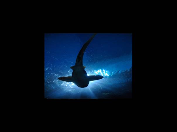 아기가 선호하는 동요 10곡 추천